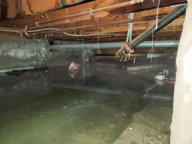 Best Flood restoration services  in Piggott, AR